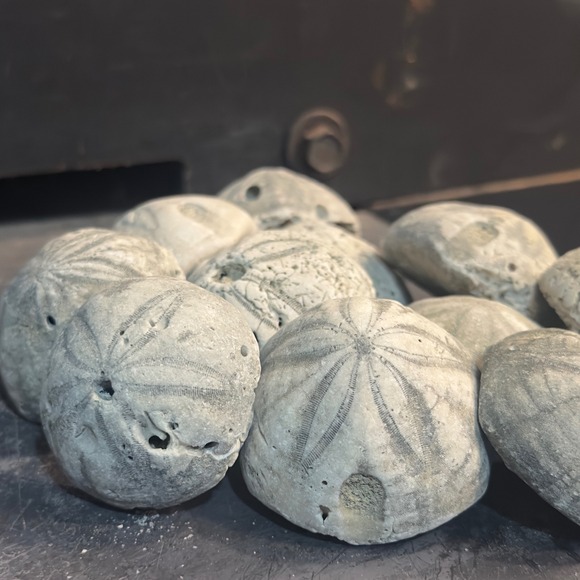Lot of‎ 11 Fossilized Sand Dollars Natural Beach Seashells Sea Biscuit decor